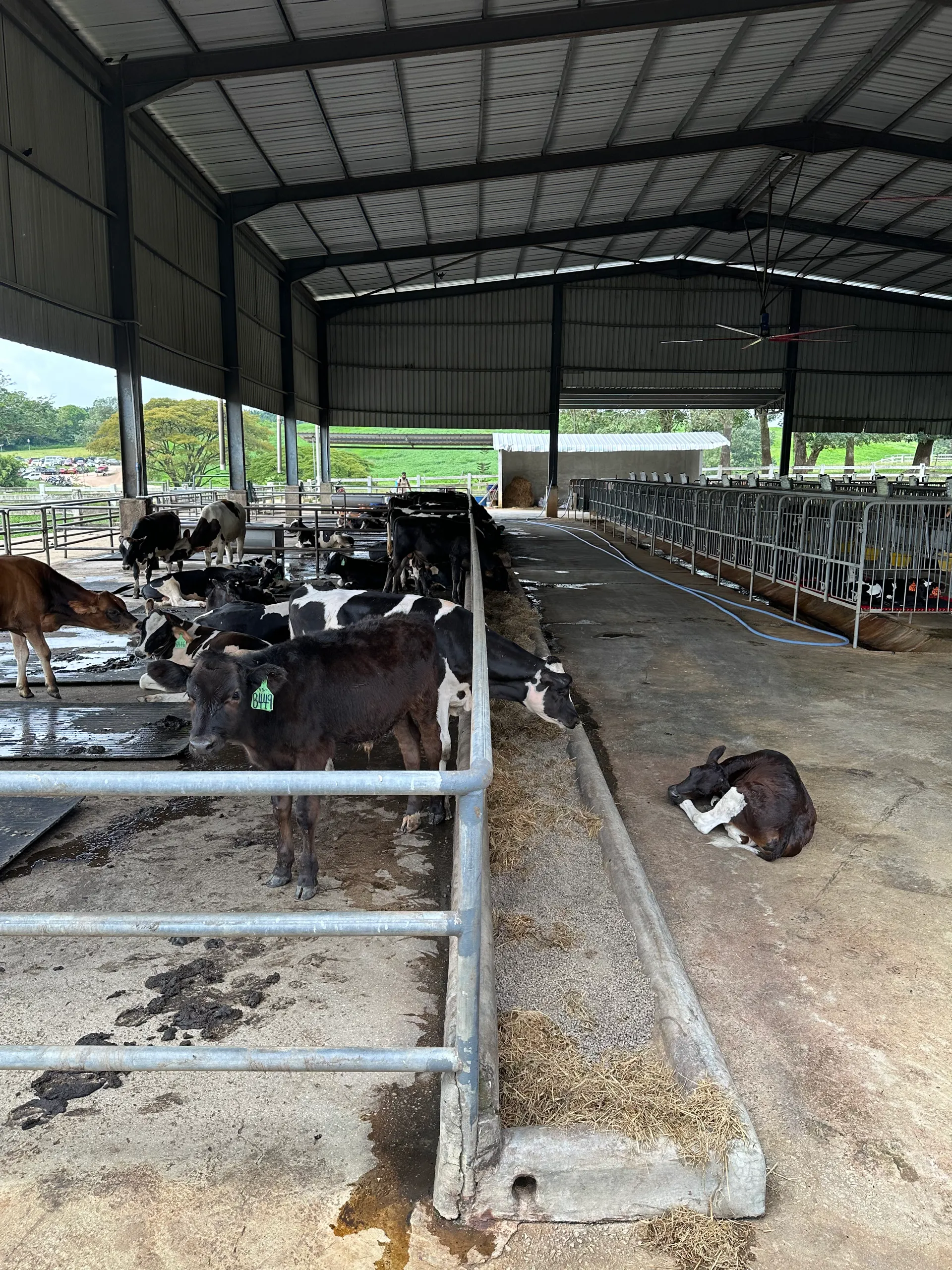 Cows in a farm