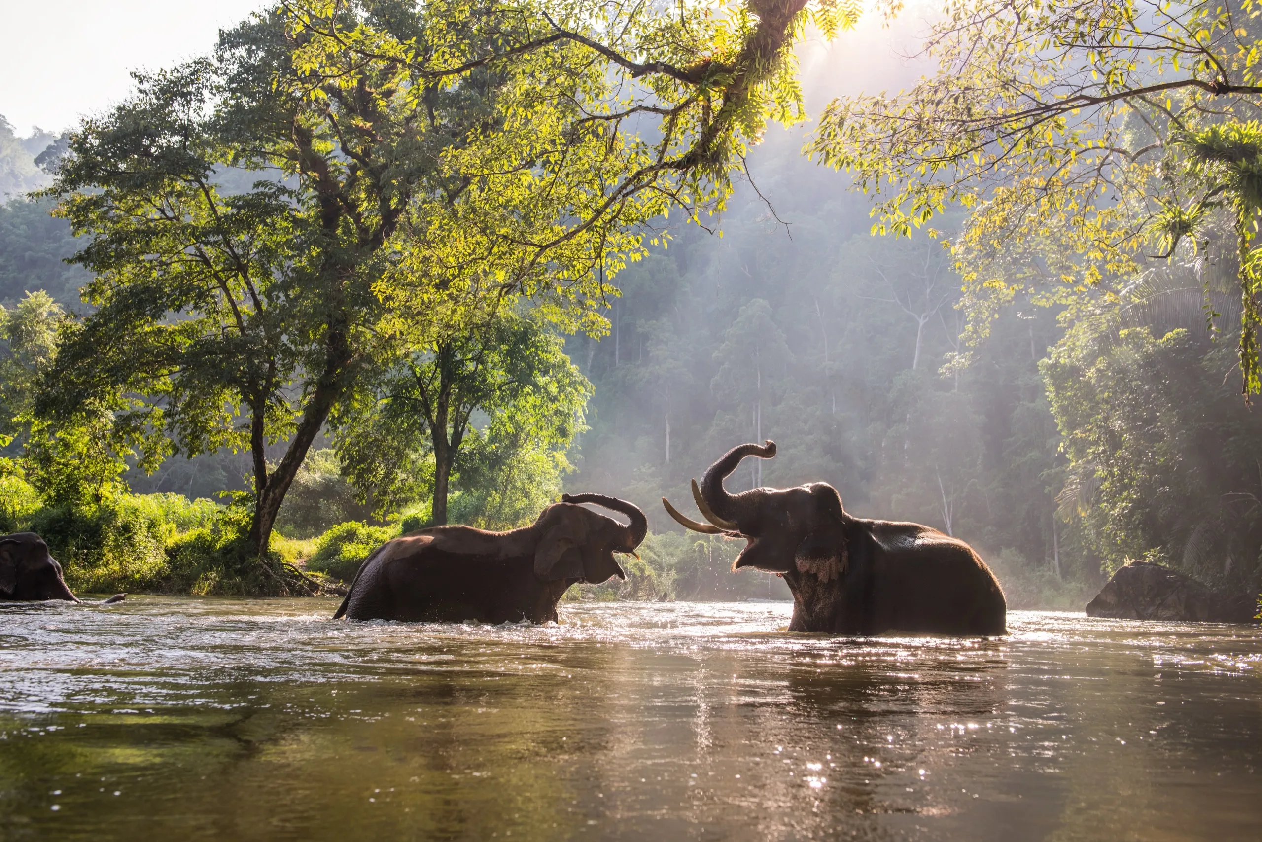 Two elephants splashing water