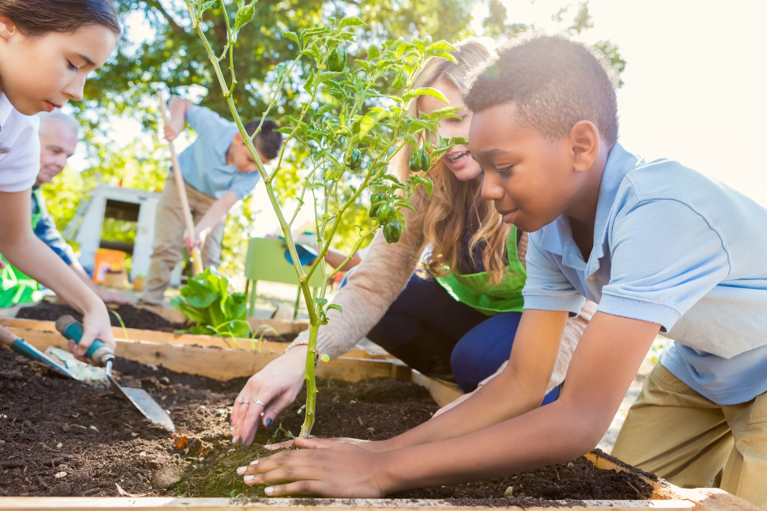 School Garden